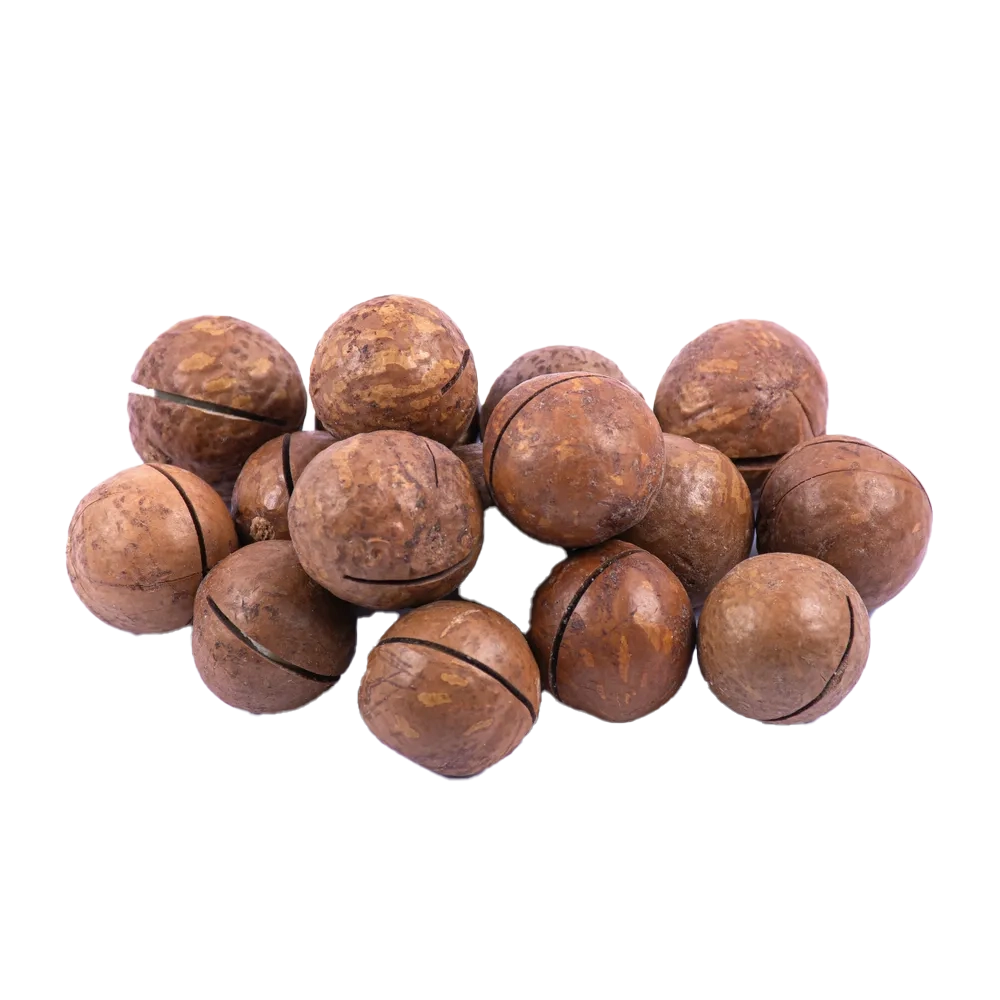 فندق ماکادمیا